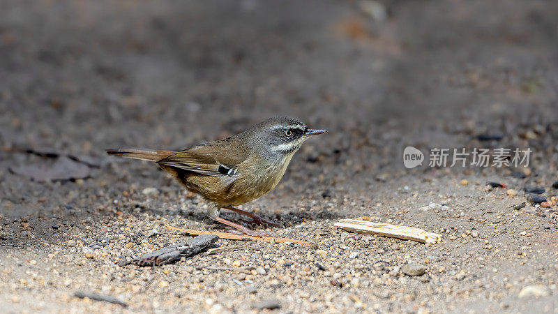 白眉鹪(frontalis Sericornis)